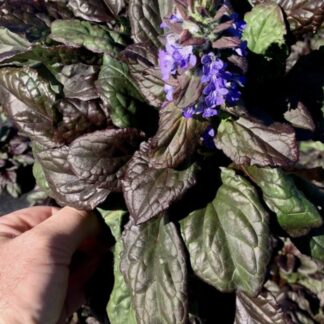 AJUGA REPTANS Bugleweed - Catlin's Giant 15cm