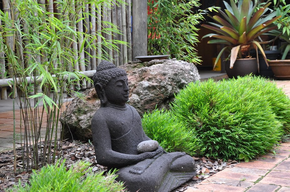 POGONATHERUM PANICEUM Panda Grass 17cm - Image 2