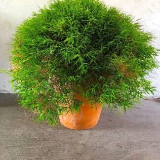 POGONATHERUM PANICEUM Panda Grass 17cm