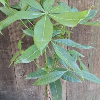 Pachira macrocarpa (5 piece braided) - 14cm