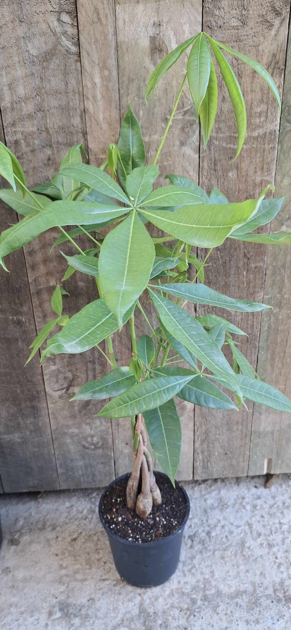 Pachira macrocarpa (5 piece braided) - 14cm