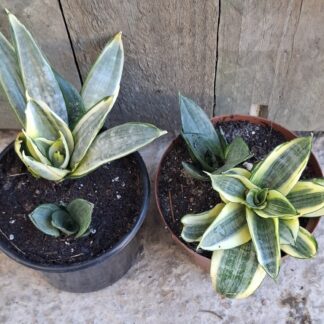 Sansevieria Whitney (x1) 15-20cm - 14cm