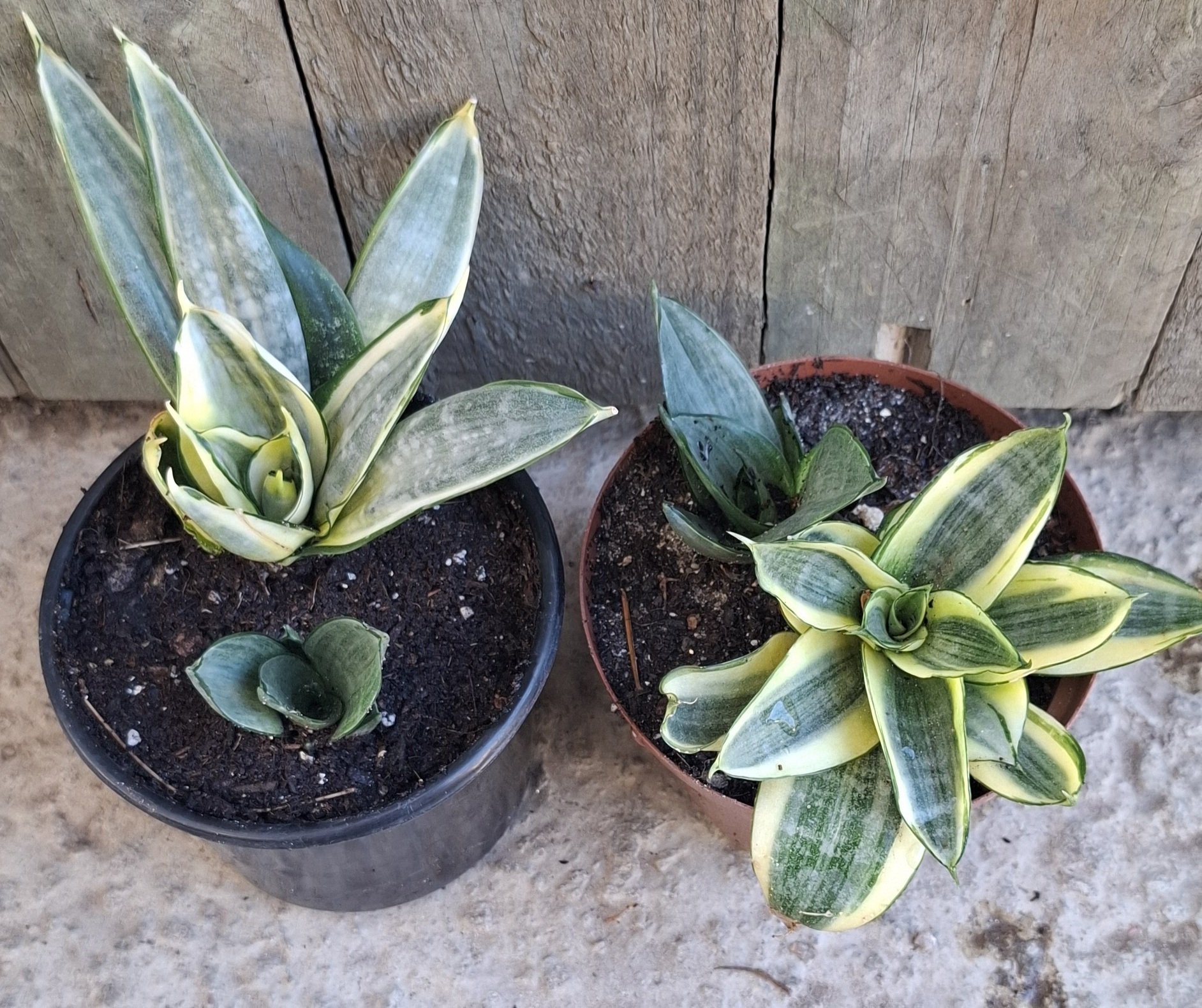 Sansevieria Whitney (x1) 15-20cm - 14cm