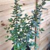 1000390889-scaled.jpg ESCALLONIA EXONIENSIS FRADESII - Pink Princess 4,5L