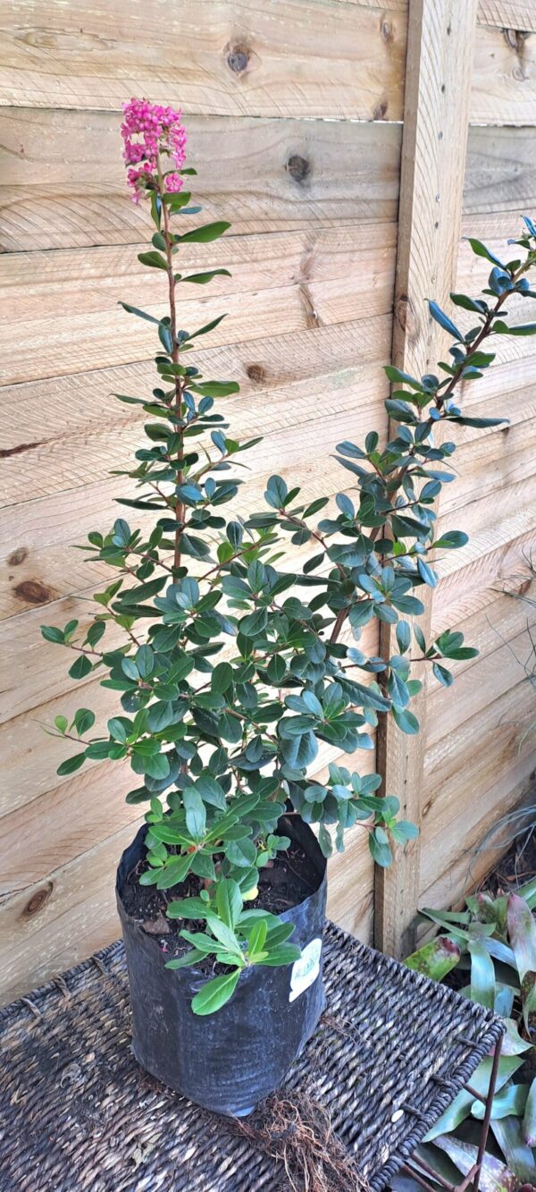 1000390889-scaled.jpg ESCALLONIA EXONIENSIS FRADESII - Pink Princess 4,5L