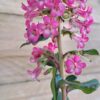 1000390890-scaled.jpg ESCALLONIA EXONIENSIS FRADESII - Pink Princess 4,5L