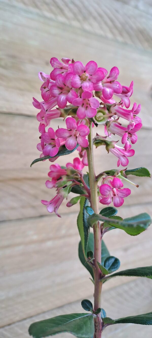 1000390890-scaled.jpg ESCALLONIA EXONIENSIS FRADESII - Pink Princess 4,5L