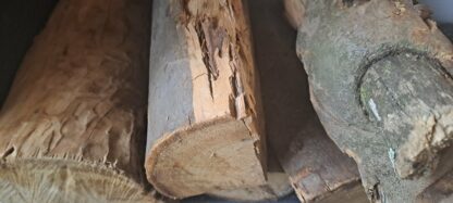Bluegum wood 100pc