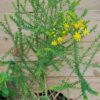 1000397860-scaled.jpg EURYOPS VIRGINEUS Honey Daisy Bush 3L