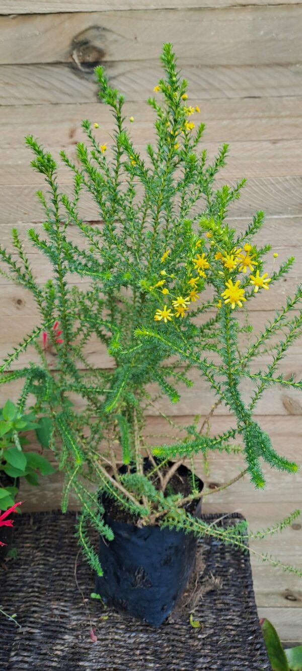 1000397860-scaled.jpg EURYOPS VIRGINEUS Honey Daisy Bush 3L
