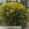 1000397863.jpg EURYOPS VIRGINEUS Honey Daisy Bush 3L