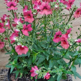 Nemesia Nesia magenta