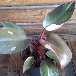 Philodendron pink princess  - 14cm