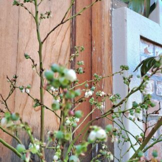 25L Blueberry (Sharp blue in berry)