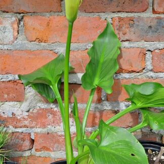 Arum Lily 2.5l