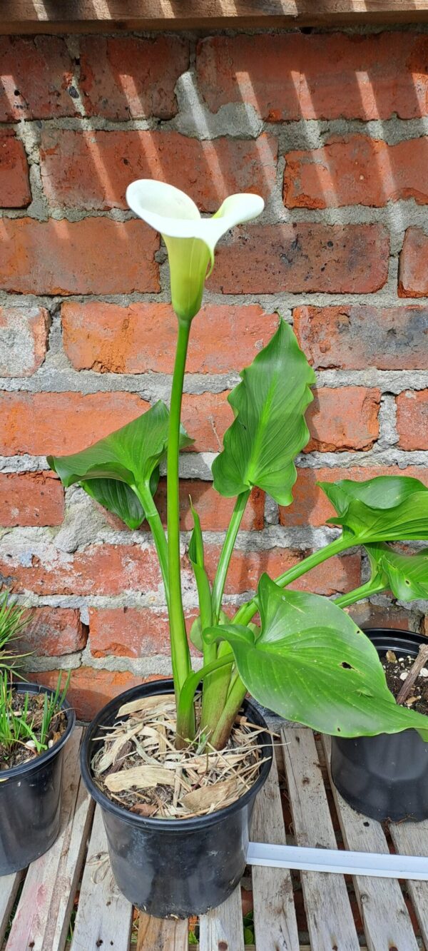 1000410915-scaled.jpg Arum Lily 2.5l