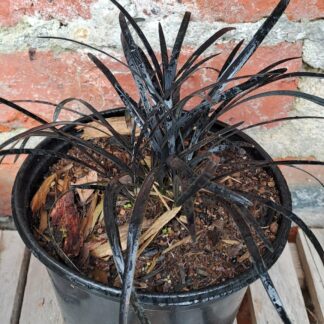 Black Mondo grass