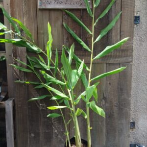 1000417028-scaled.jpg Ginger