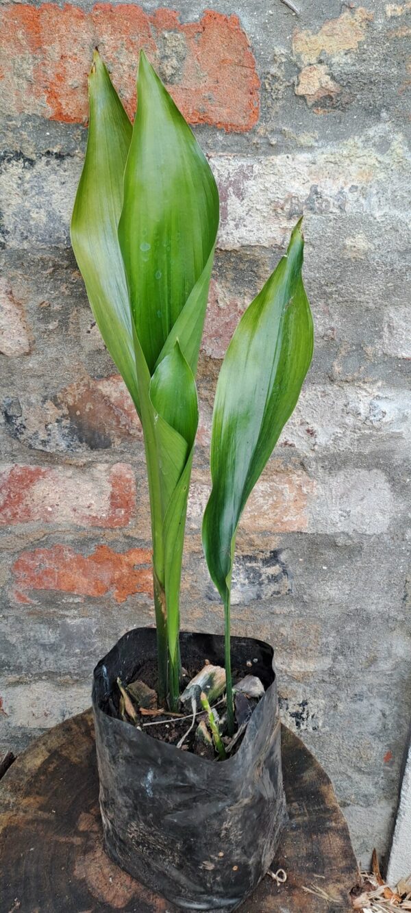 Aspedistra Cast Iron Plant