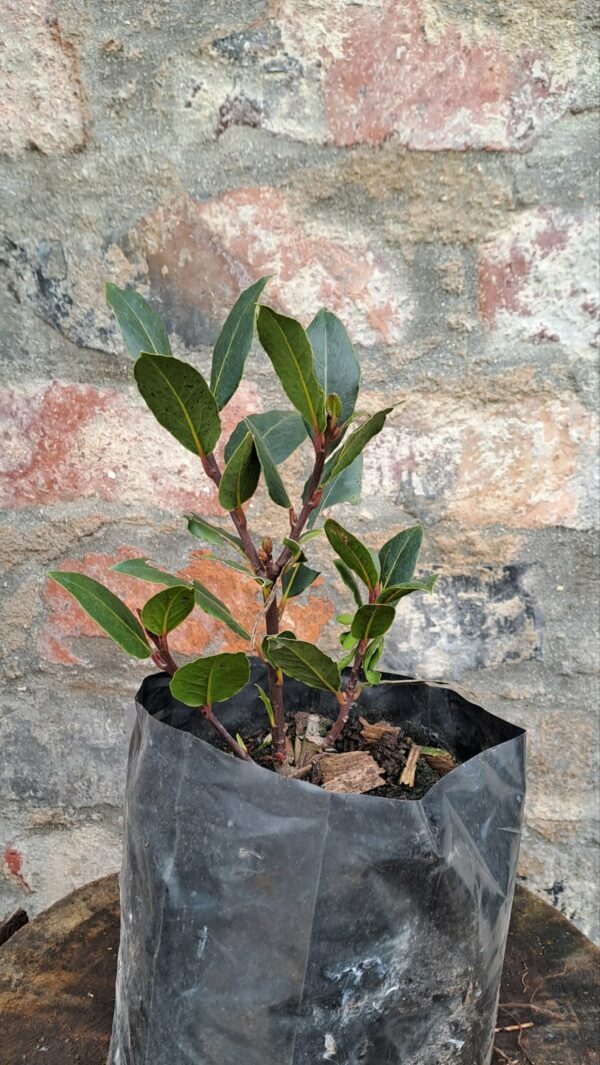 1000417977-scaled.jpg Bay Leaf