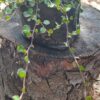 Angel Vine