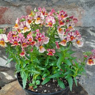 Nemesia Tutti Frutti