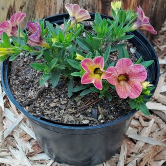 Calabrachoe Cha-cha Apricot