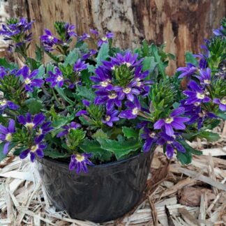 Scavolea Indigo