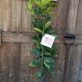 Rex Union (Pomelo Seville Orange hybrid) 6l