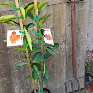 Double Grafted Cara-Cara / Nules 6L