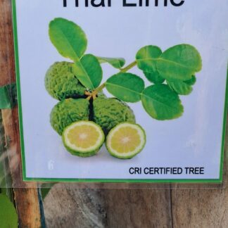Thai Lime Citrus Tree