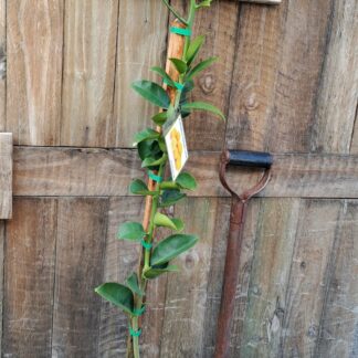 Palestine Sweet Lime