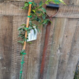 Kumquat Nagami Citrus Tree