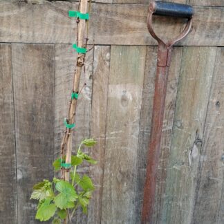 Hanepoot Vine 1,2m