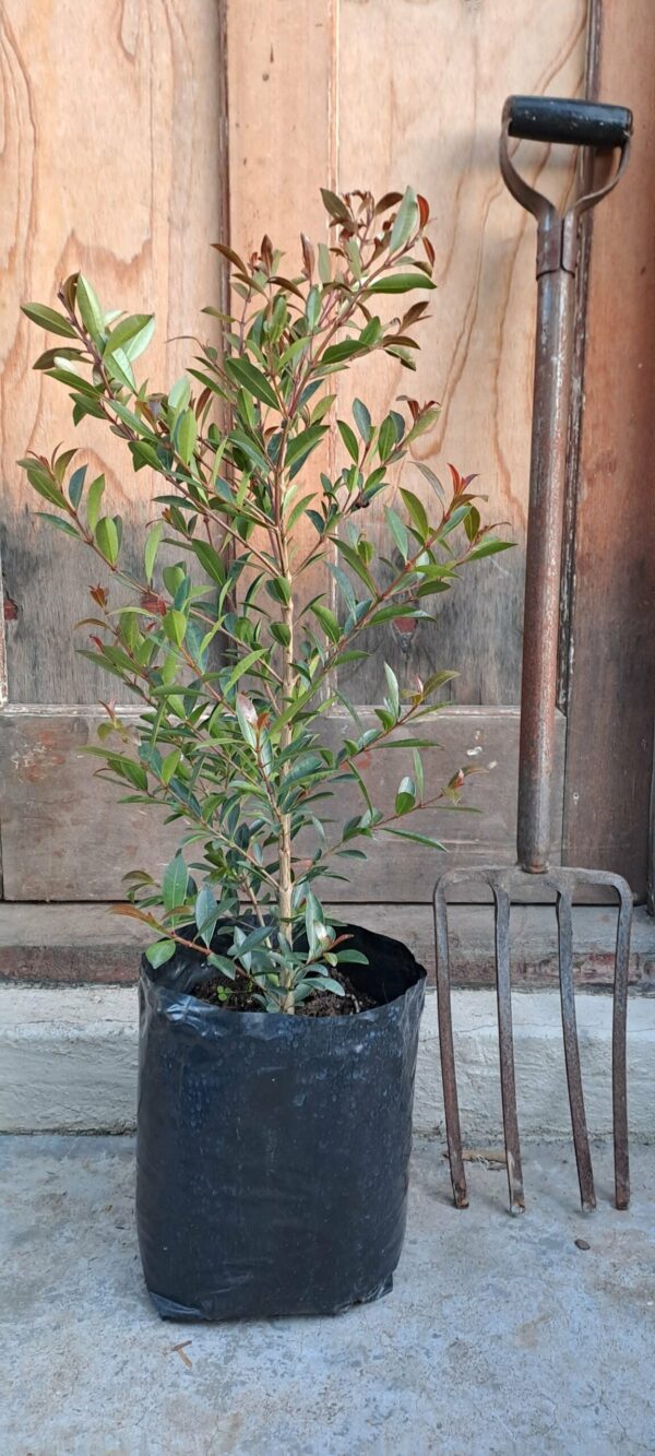 1000423146-scaled.jpg Eugenia Syzygium Paniculatum