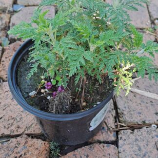 Wormwood Artemesia Afra