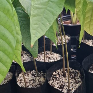 Cocoa saplings SPECIAL (2-in-1bag)
