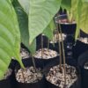 Cocoa saplings SPECIAL (2-in-1bag)