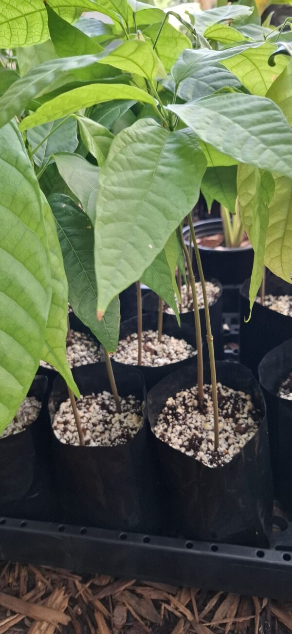 Cocoa saplings SPECIAL (2-in-1bag)