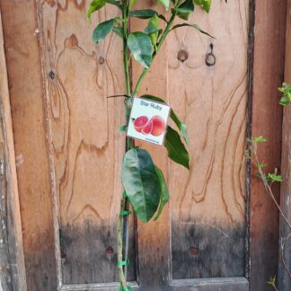 Star Ruby Grapefruit Tree