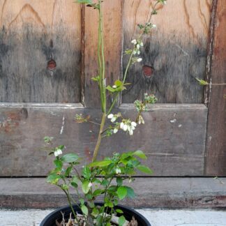 Blueberry Legacy 20cm