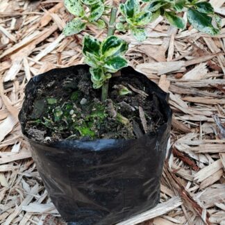 Coprosma Mirror plant sml