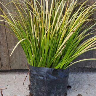 Acorus Graminus Golden edge grass
