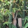 1000427577-scaled-1 Clumping Bamboo "Bambusa Balcooa" 30L