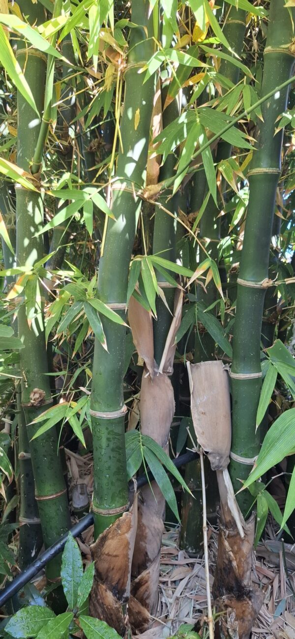 1000427577-scaled.jpg Clumping Bamboo "Bambusa Balcooa" 30L