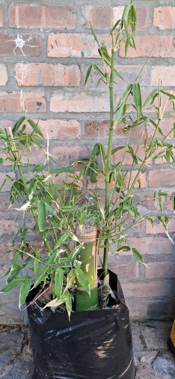 1000427685-scaled-1 Clumping Bamboo "Bambusa Balcooa" 30L