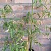 1000427685-scaled.jpg Clumping Bamboo "Bambusa Balcooa" 30L