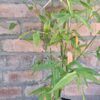 1000427686-scaled-1 Clumping Bamboo "Bambusa Balcooa" 30L