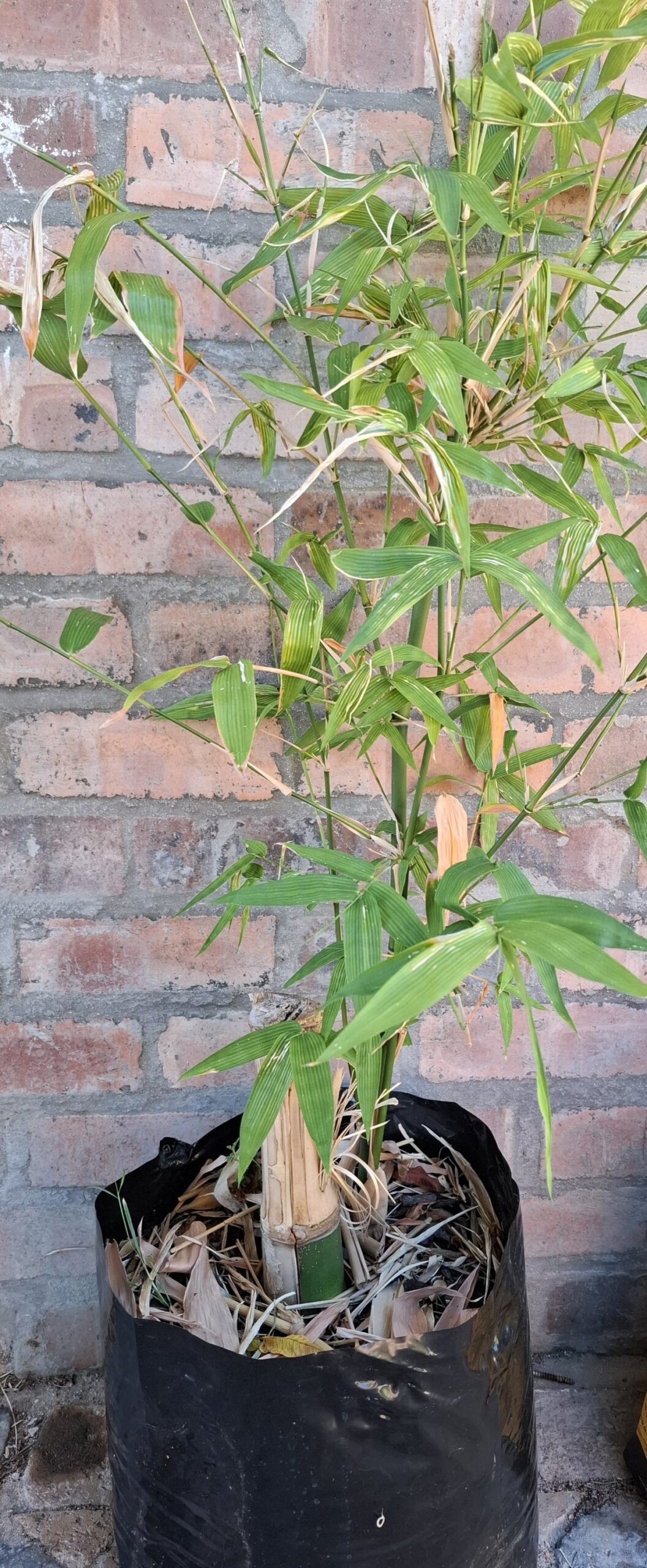 Clumping Bamboo "Bambusa Balcooa" 30L - Image 2