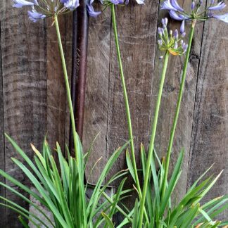 Agapanthus Blue - Medium 60-70cm